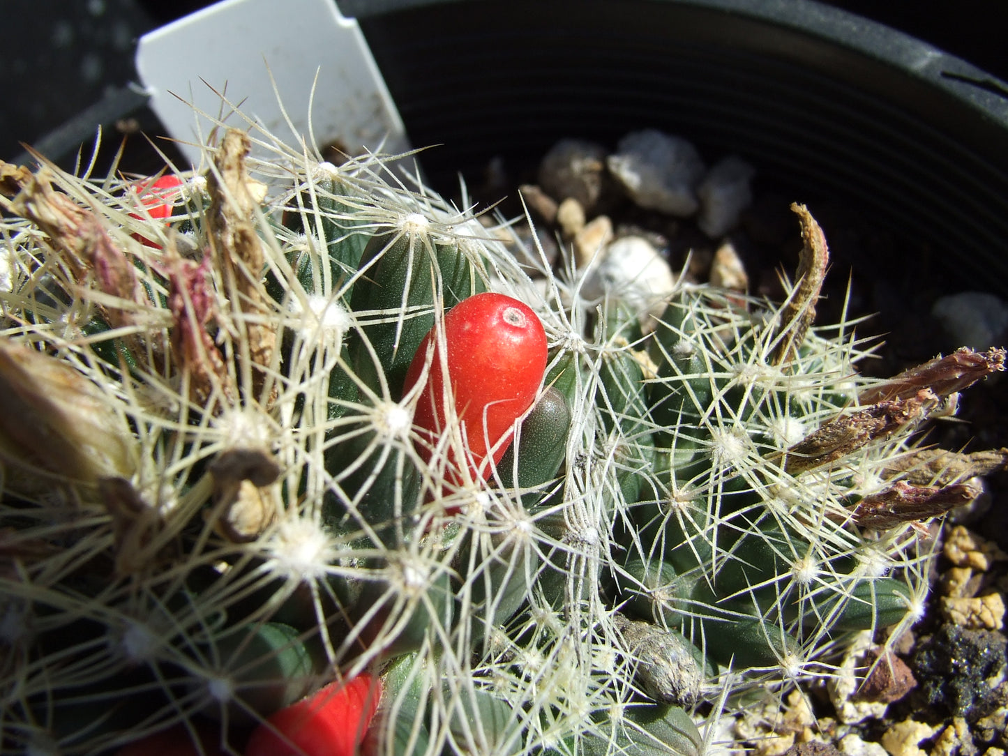 ES003: Pelecyphora (Escobaria) missouriensis COLD HARDY CACTUS