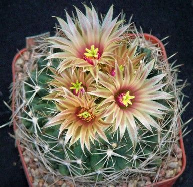 ES003: Pelecyphora (Escobaria) missouriensis COLD HARDY CACTUS