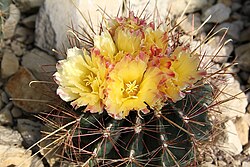 OT044: Ferocactus hamatacanthus Pecos, CO TX