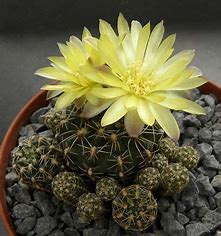 OT041:  Gymnocalycium andreae (Yellow Flower Form)  COLD HARDY CACTUS