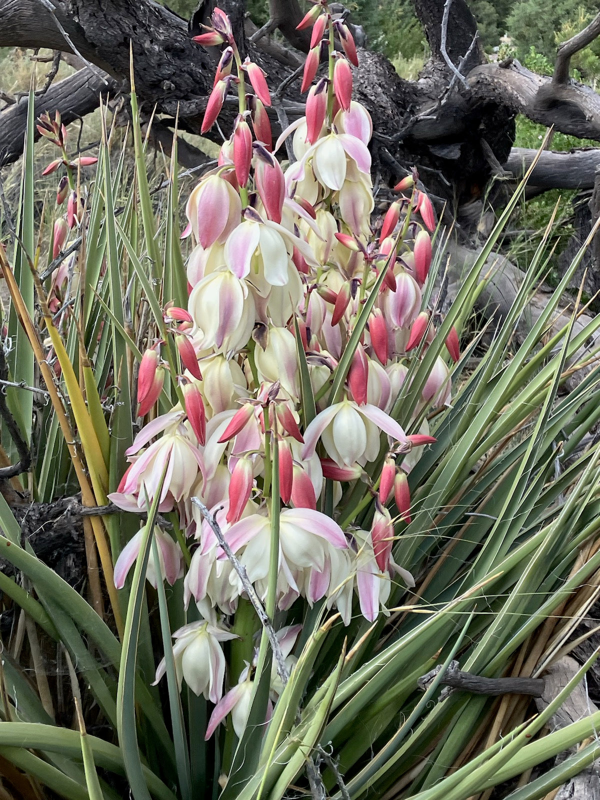 YU021:  Yucca baccata 'Pink Marshmallow' COLD HARDY CACTUS