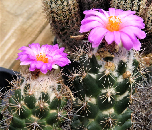 OT045:  Neolloydia conoidea COLD HARDY CACTUS