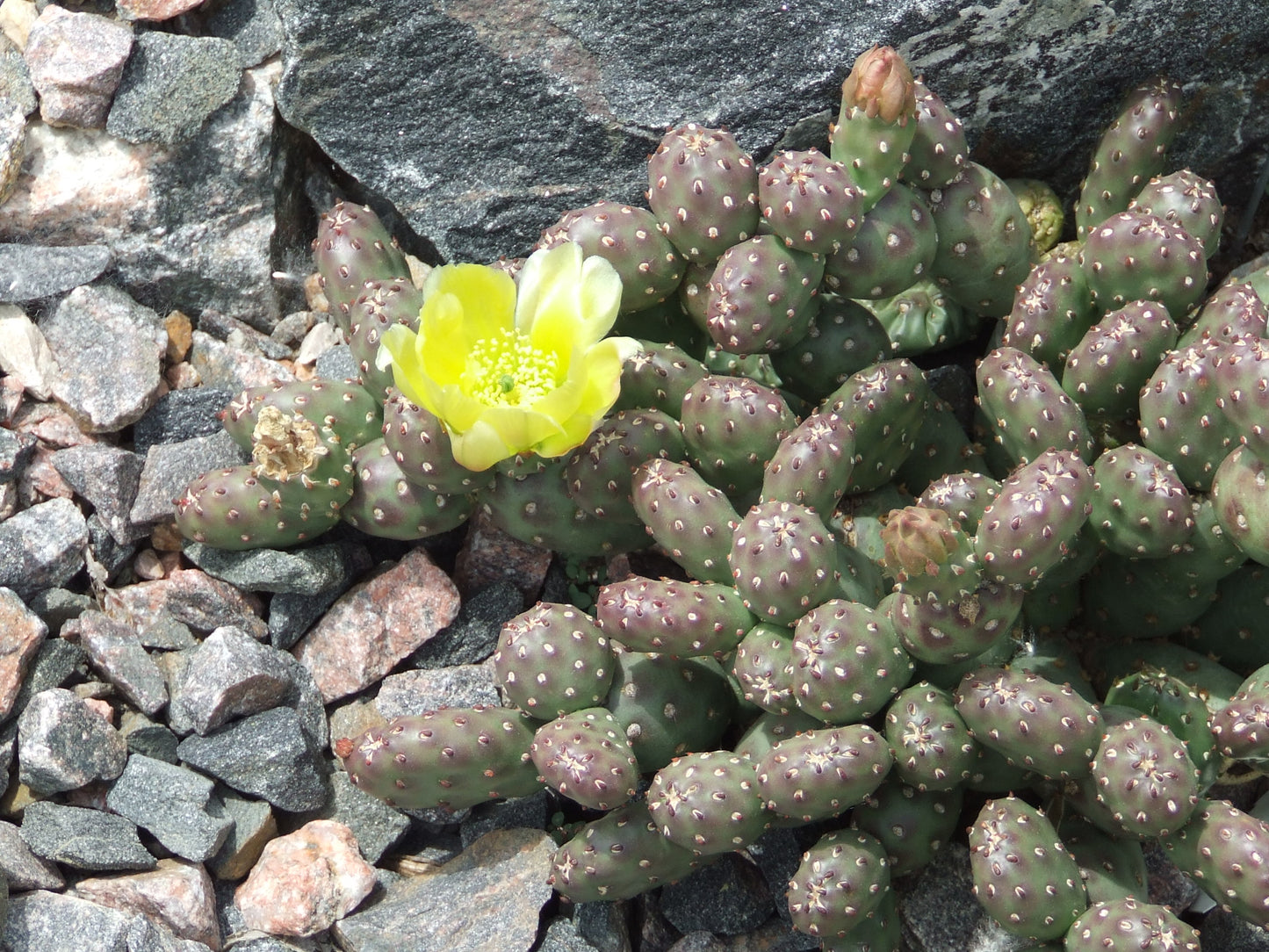 OP030: Opuntia fragilis (debreczyi) v. denuda (Potato Cactus) COLD HARDY CACTUS