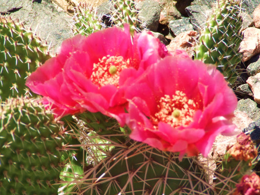 OP015: Opuntia polyacantha 'Taylor's Red' COLD HARDY CACTUS