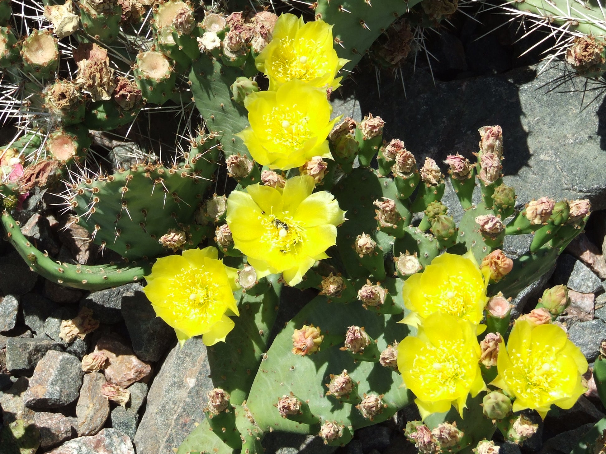 mini prickly pear cactus OP124: Mini Opuntia humifusa v inermis – COLDHARDYCACTUS