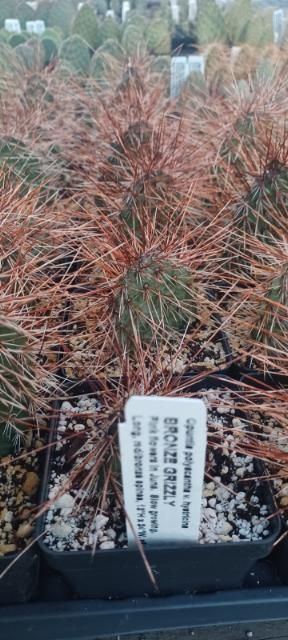 OP075: Opuntia polyacantha v. hysticina 'bronze grizzly'