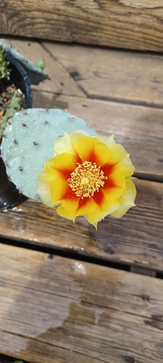 OP076: Opuntia hybrid 'Fire and Ice' COLD HARDY CACTUS