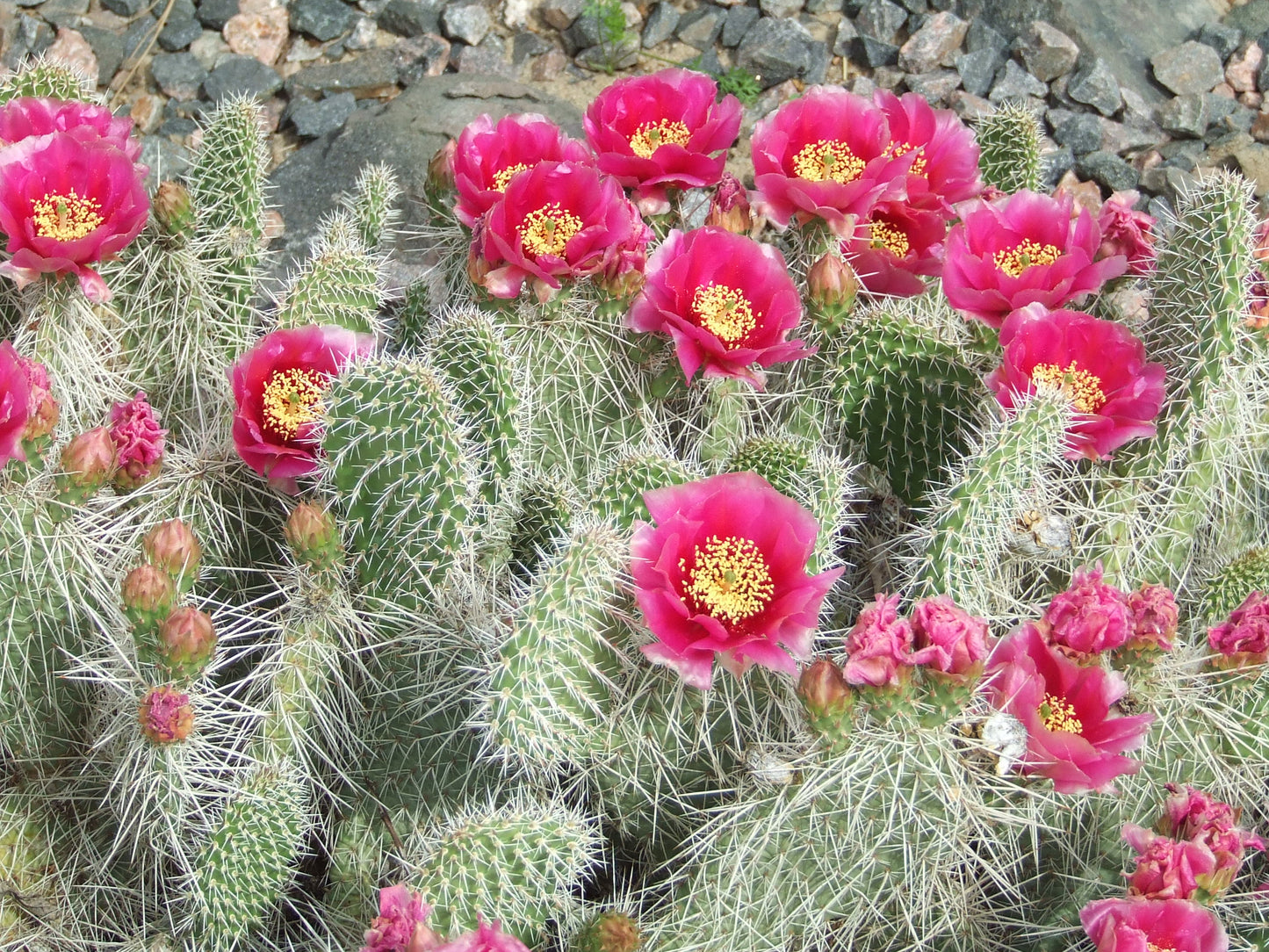 OP015: Opuntia polyacantha 'Taylor's Red' COLD HARDY CACTUS