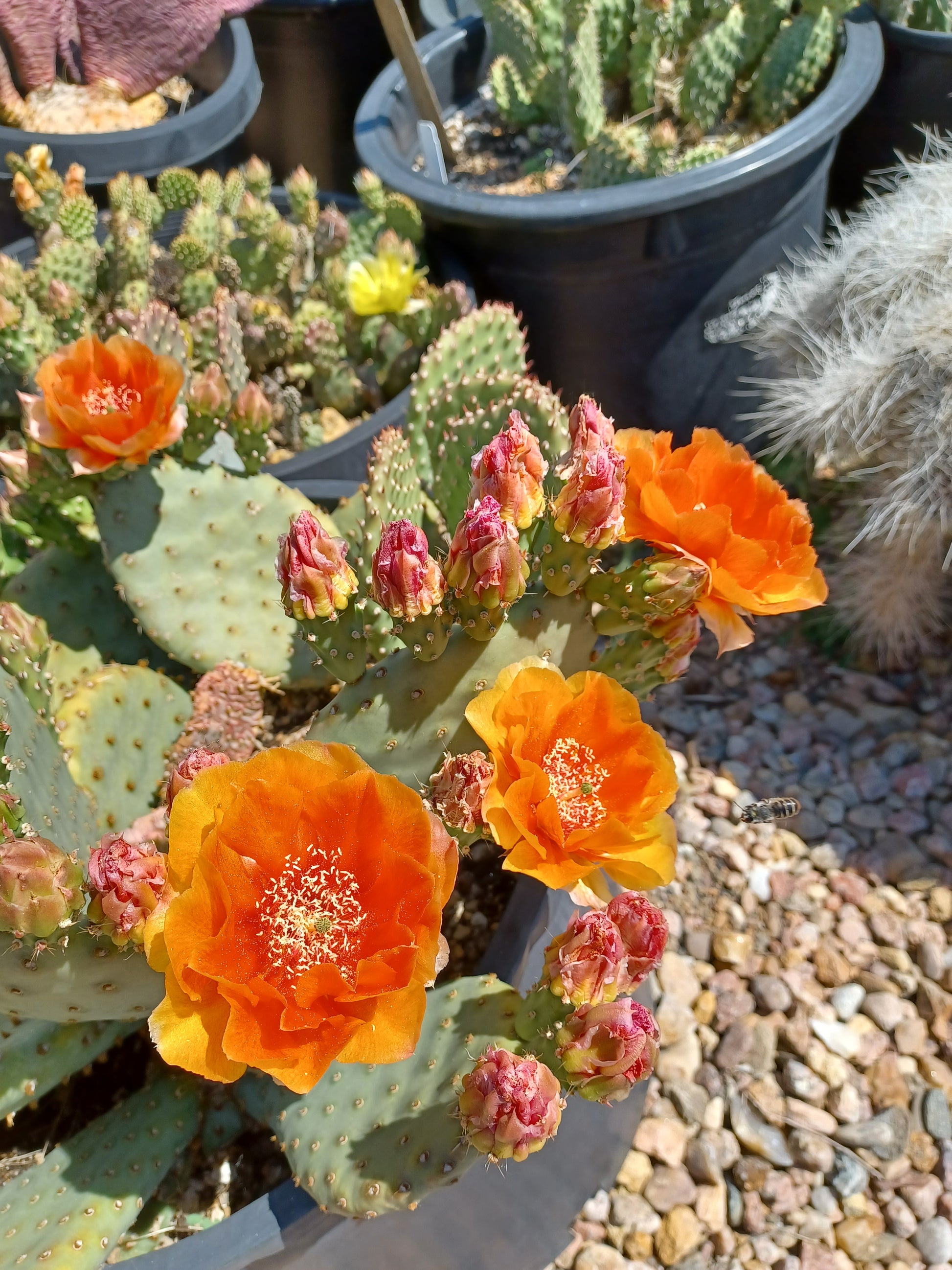 opuntia succulent OP120: Opuntia "Walk-In-Beauty" 'Fire Sun'