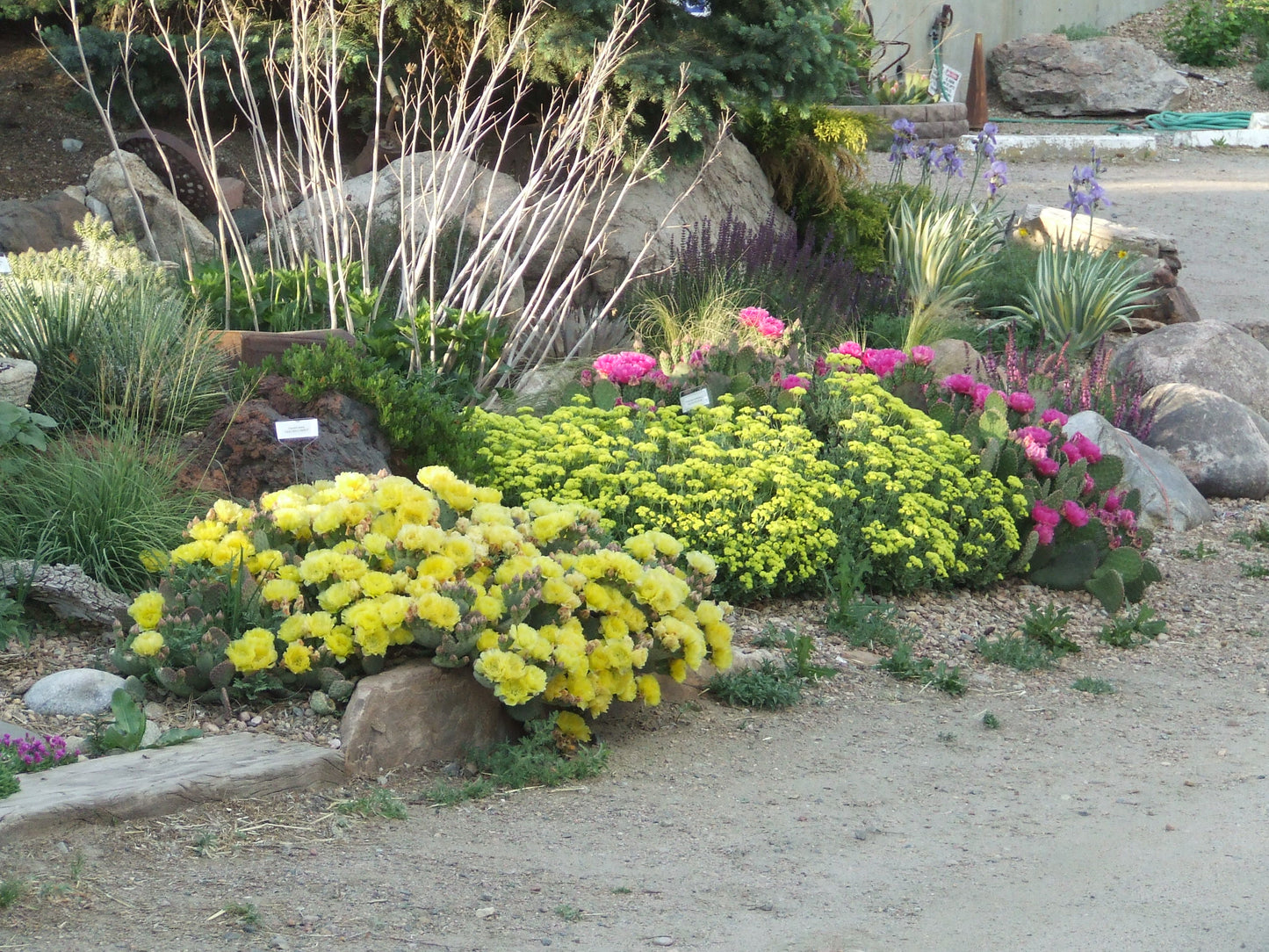 OP063: Opuntia aurea 'Golden Carpet' COLD HARDY CACTUS