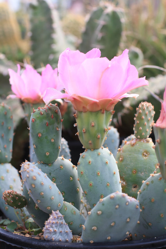 OP133:  Opuntia basilaris v. brachyclada 'Jojo'  COLD HARDY CACTUS