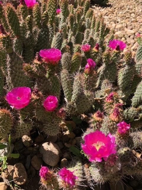 OP135:  Opuntia species 'Dance Hall Rock'