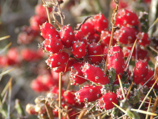 OP132:  Cylindropuntia leptocaulis v. inermis  COLD HARDY CACTUS