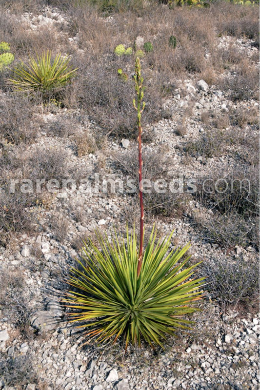 YU033:  Yucca Reverchonii 'Seep Yucca' COLD HARDY CACTUS
