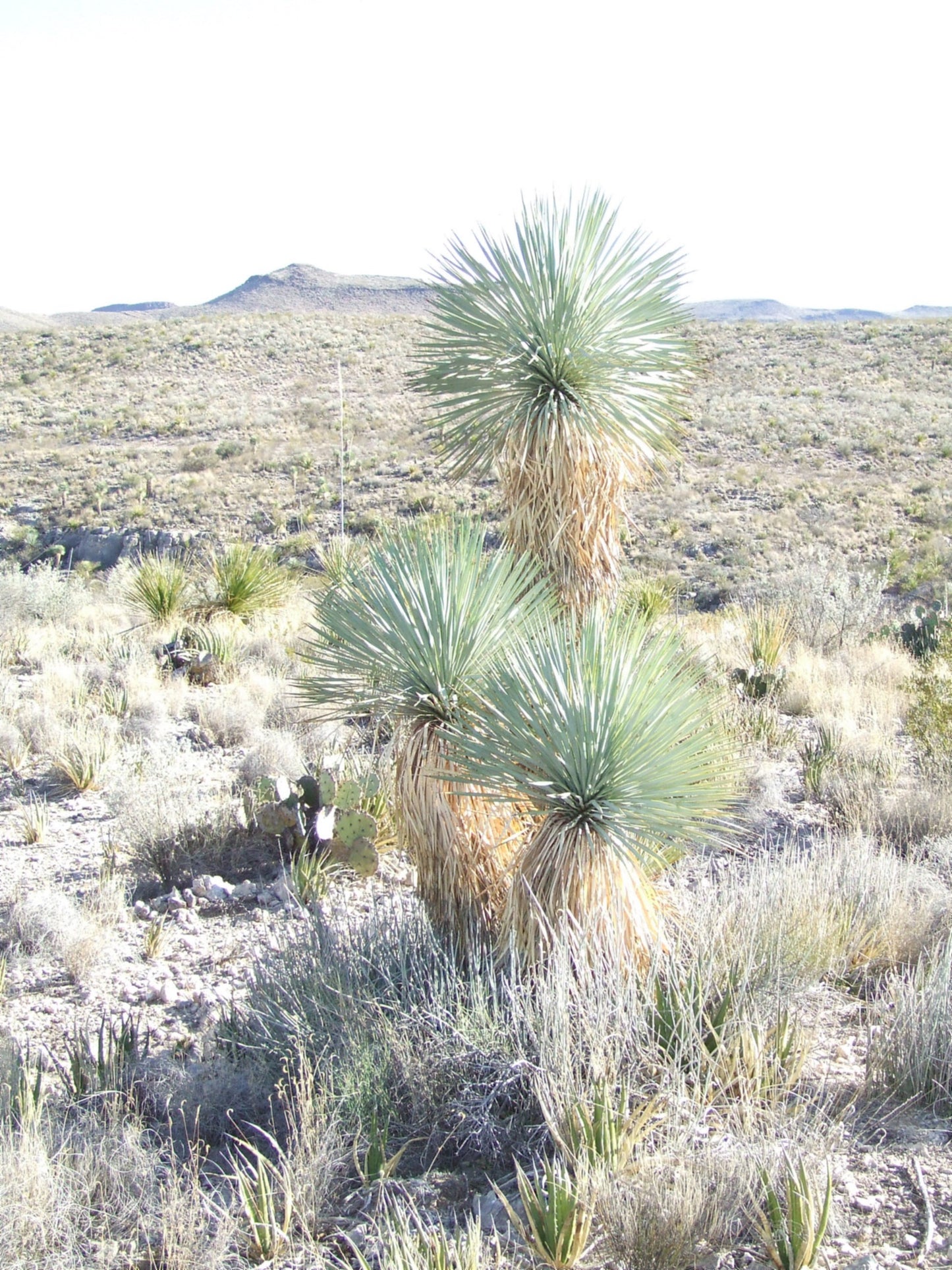 YU008: Yucca rostrata COLD HARDY CACTUS