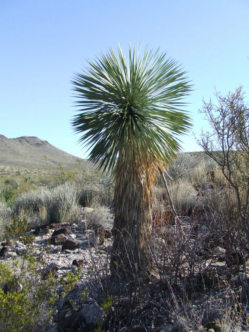 YU008: Yucca rostrata COLD HARDY CACTUS – COLDHARDYCACTUS