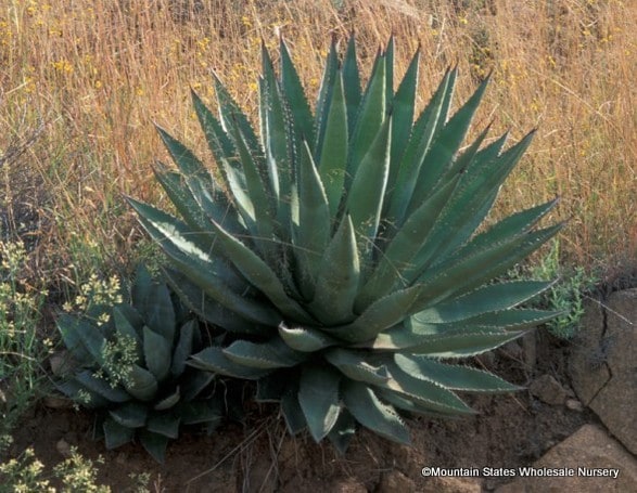 AG023:  Agave palmeri  Mount Graham, AZ form   COLD HARDY CACTUS