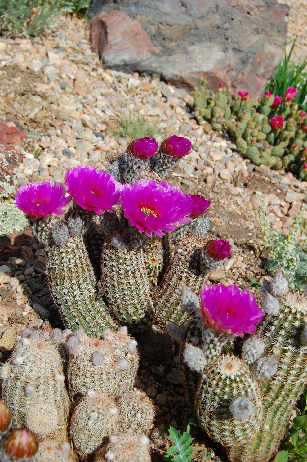 EC058: Echinocereus reichenbachii v. caespitosus Dark Spines COLD HARD ...