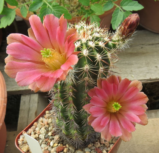 EC074:  Echinocereus x 'Copper's Babies'    COLD HARDY CACTUS