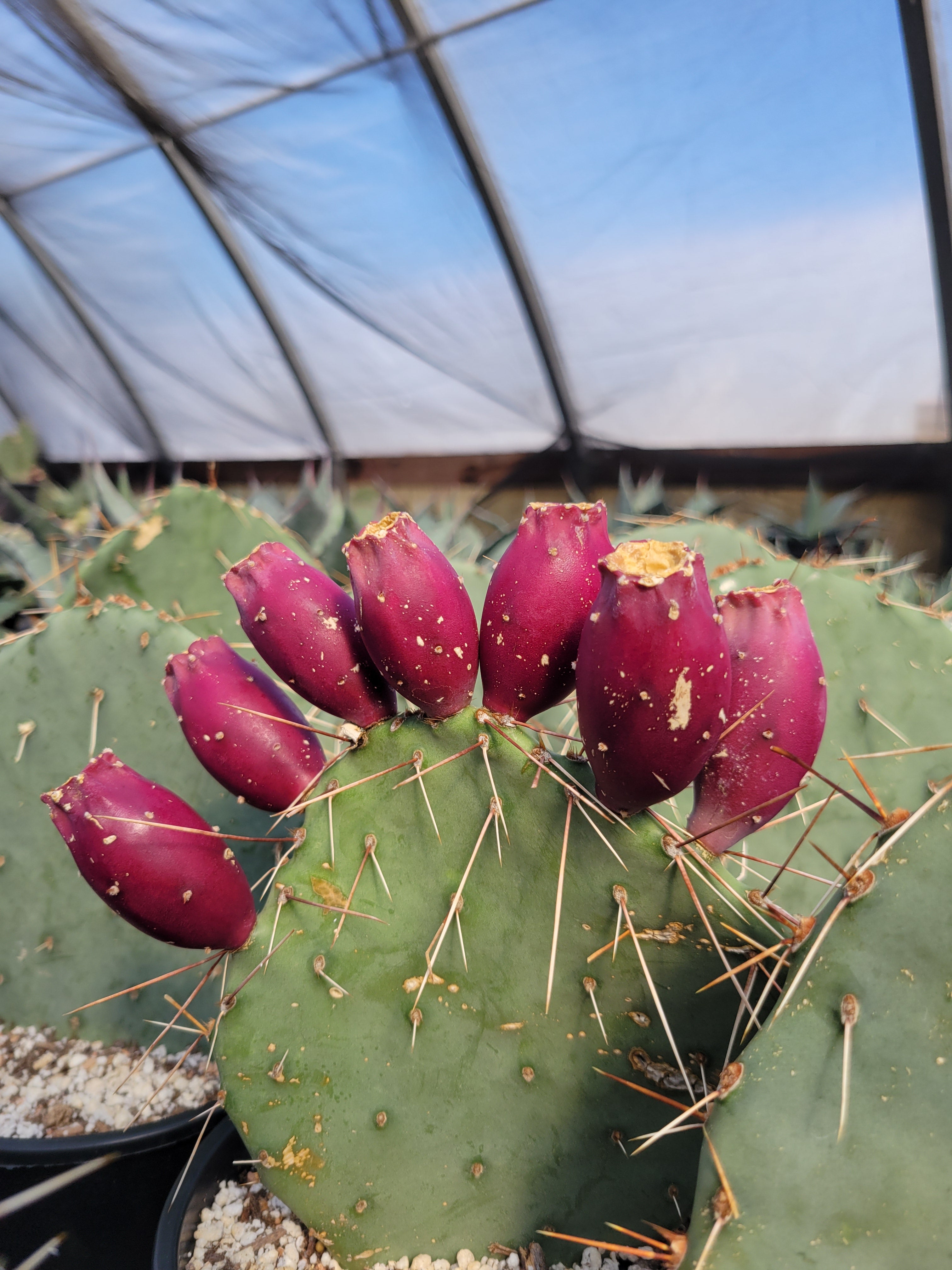 OP010: Opuntia gilvescens 'Oklahoma Pancake' (Pancake Cactus) COLD