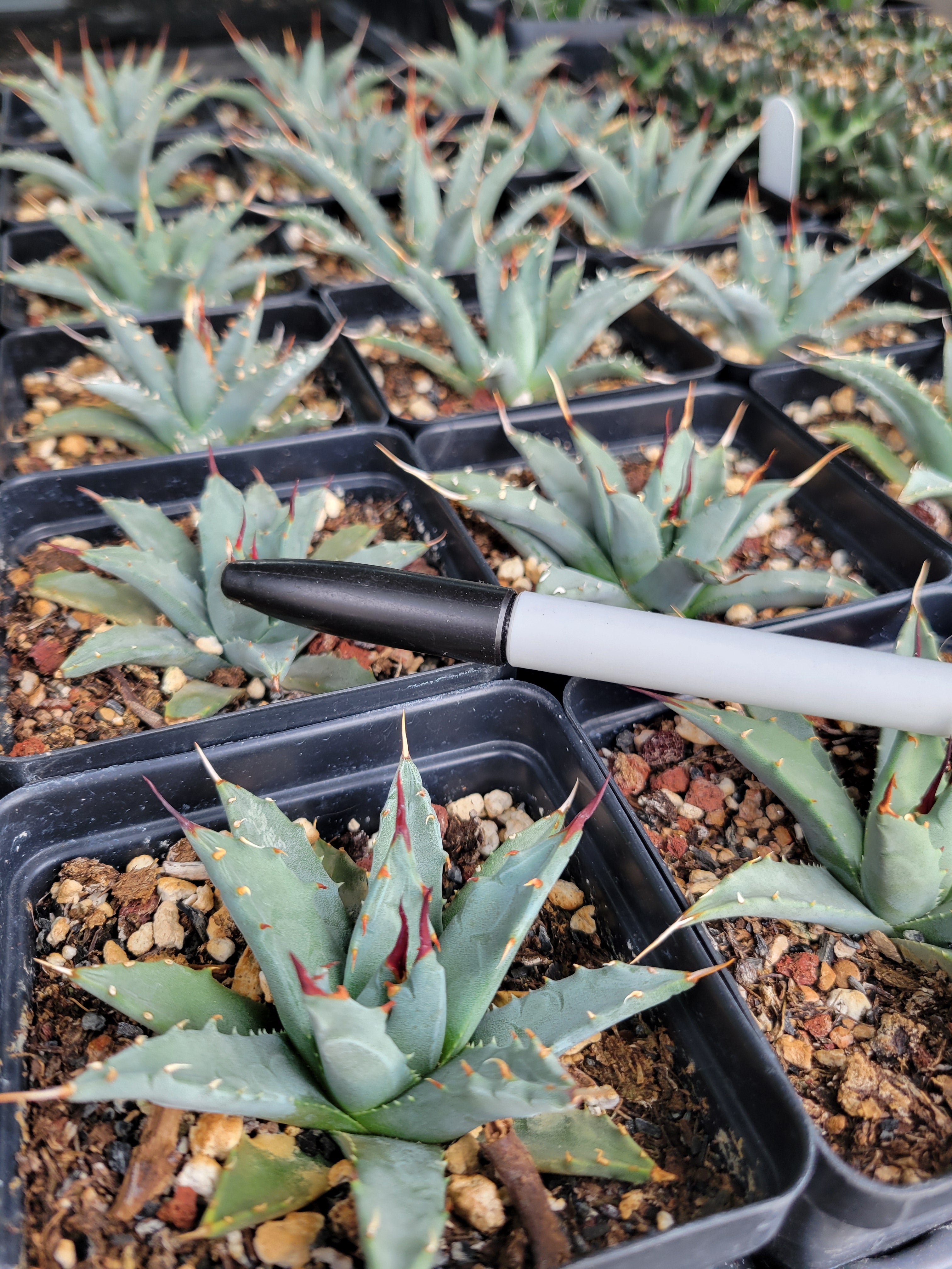 AG011: Agave utahensis v. nevadensis COLD HARDY CACTUS