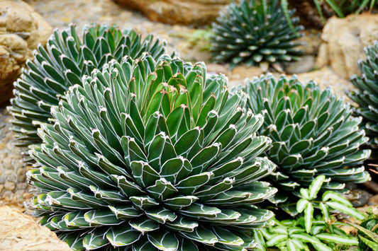 AG022:  Agave victoria-reginae  COMPACT, HARDIER FORM   COLD HARDY CACTUS