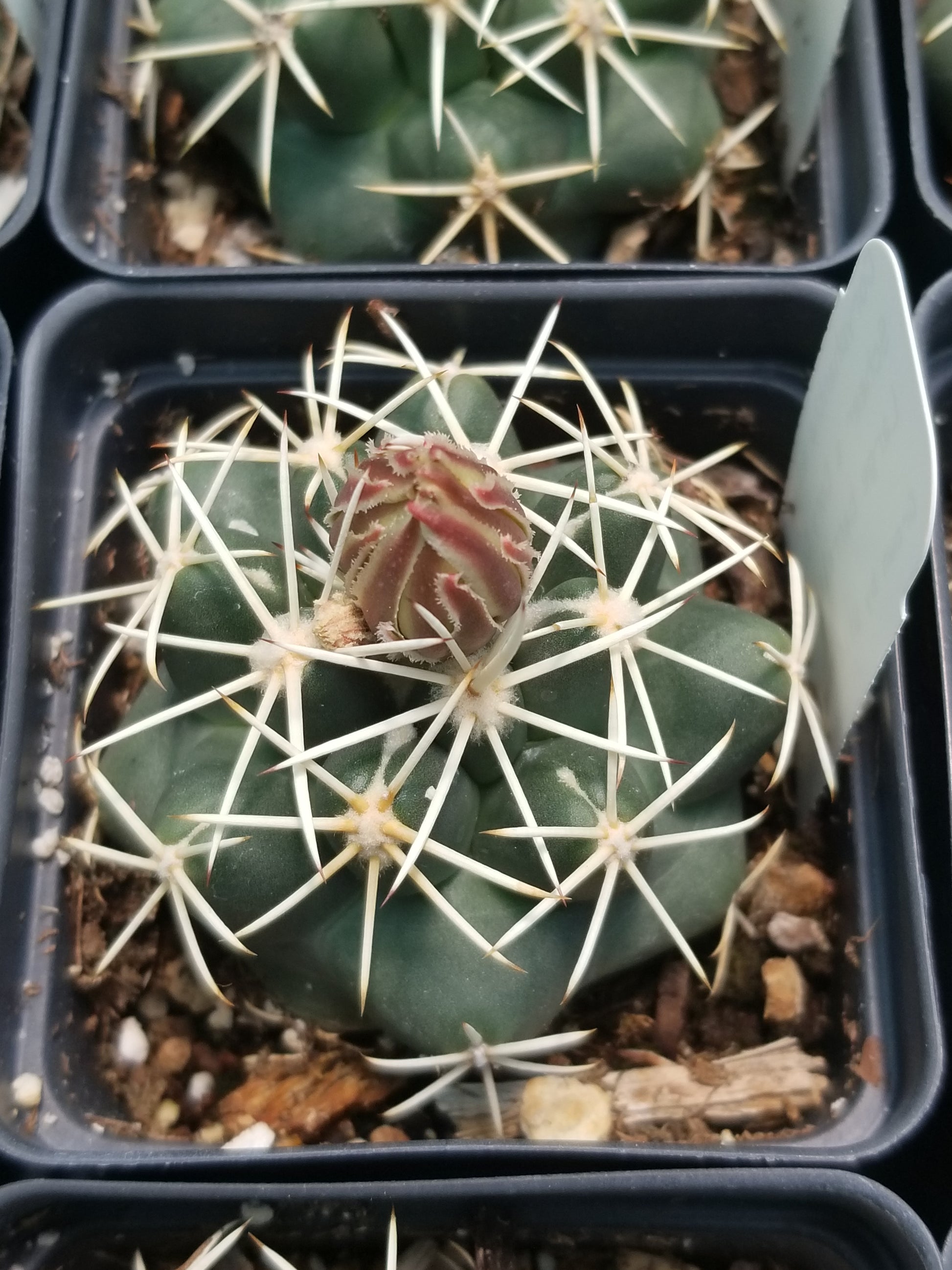 succulent plants such as cacti or pineapple CO004: Coryphantha robustispina ssp. scheerii COLD HARDY CACTUS – COLDHARDYCACTUS