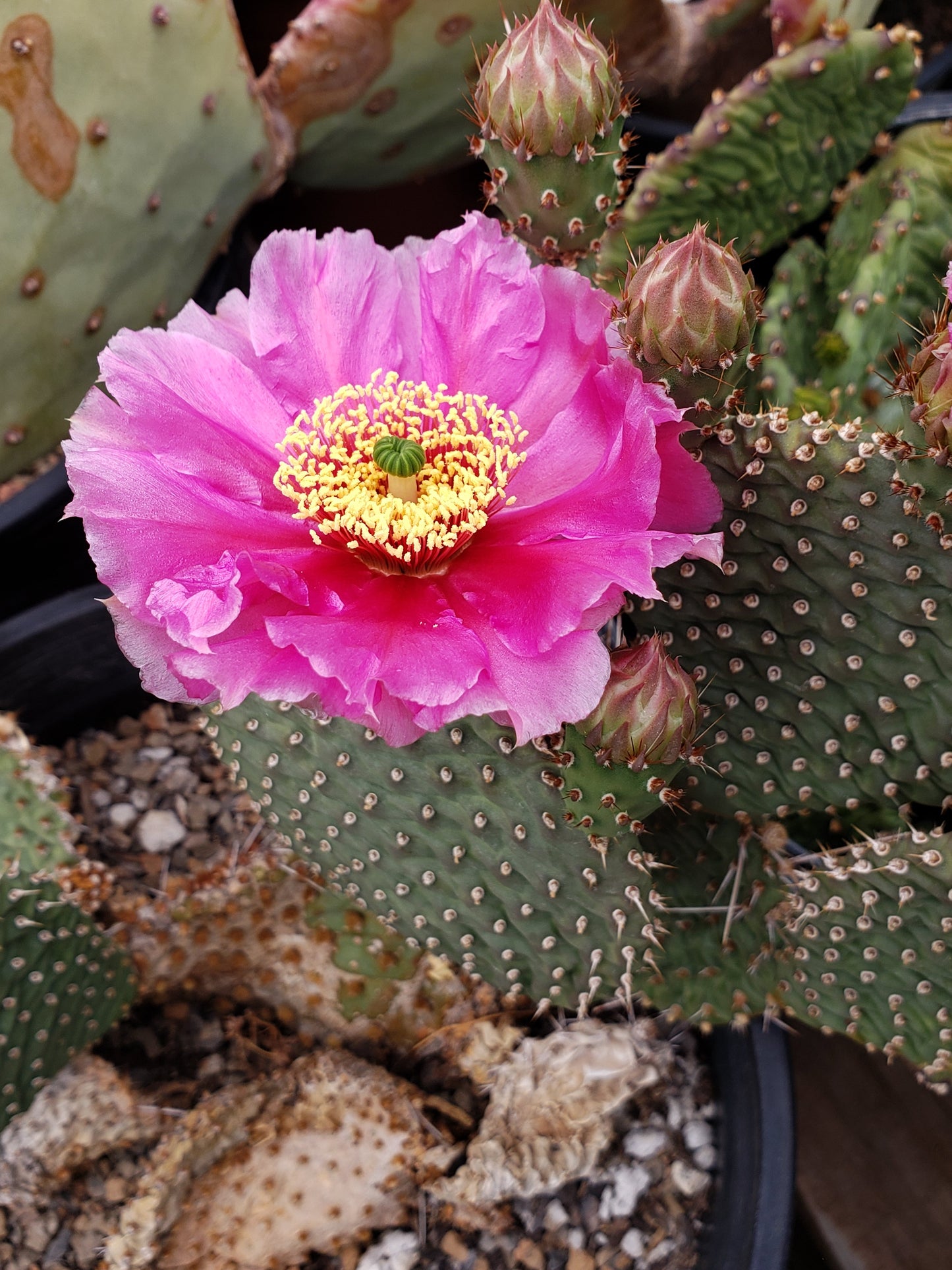 OP104:  Opuntia 'Blushing Maiden' COLD HARDY CACTUS
