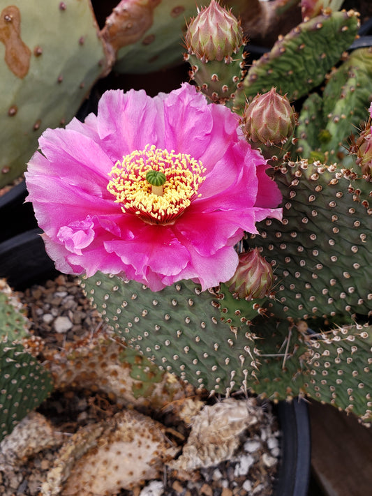 OP104:  Opuntia 'Blushing Maiden' COLD HARDY CACTUS