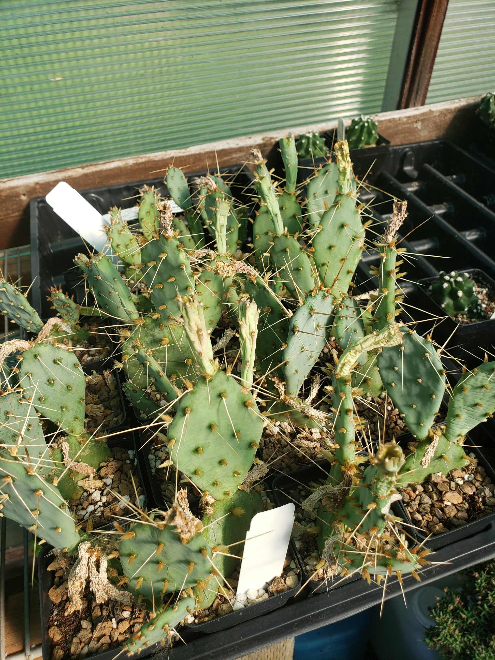 opuntia succulent OP112: Opuntia potsii 'Summer's Peach' COLD HARDY CACTUS