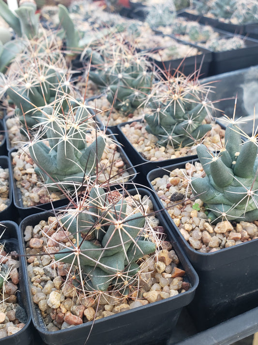 CO007: Coryphantha macromeris COLD HARDY CACTUS