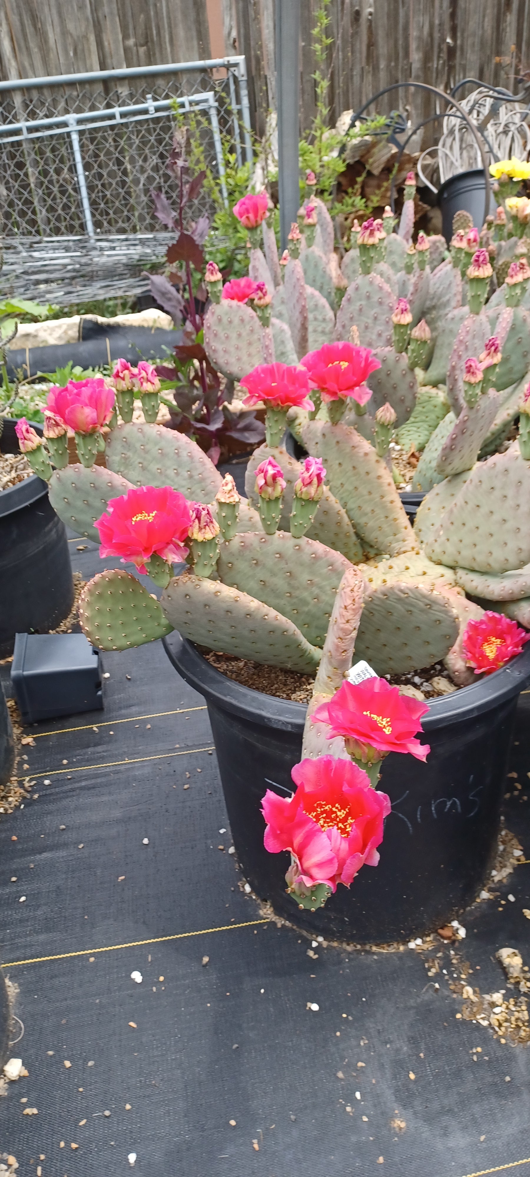 cold hardy prickly pear cactus for sale OP109: Opuntia aurea hybrid 'Witch's Martini' COLD HARDY CACTUS