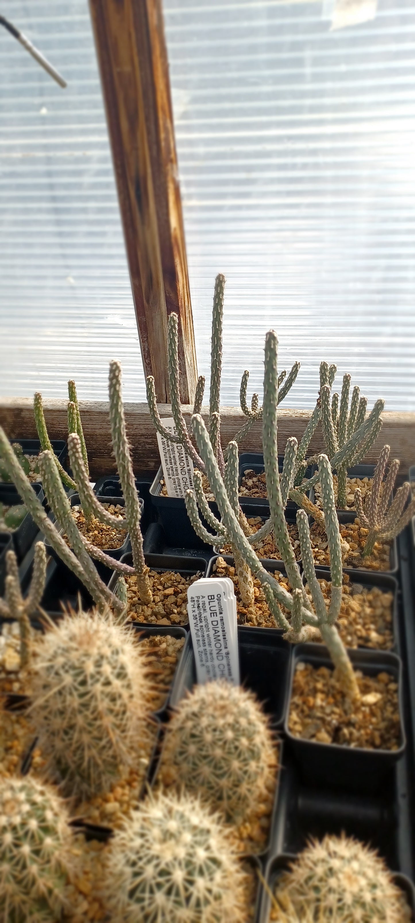 OP106:  Opuntia ramosissima (Spineless form) COLD HARDY CACTUS