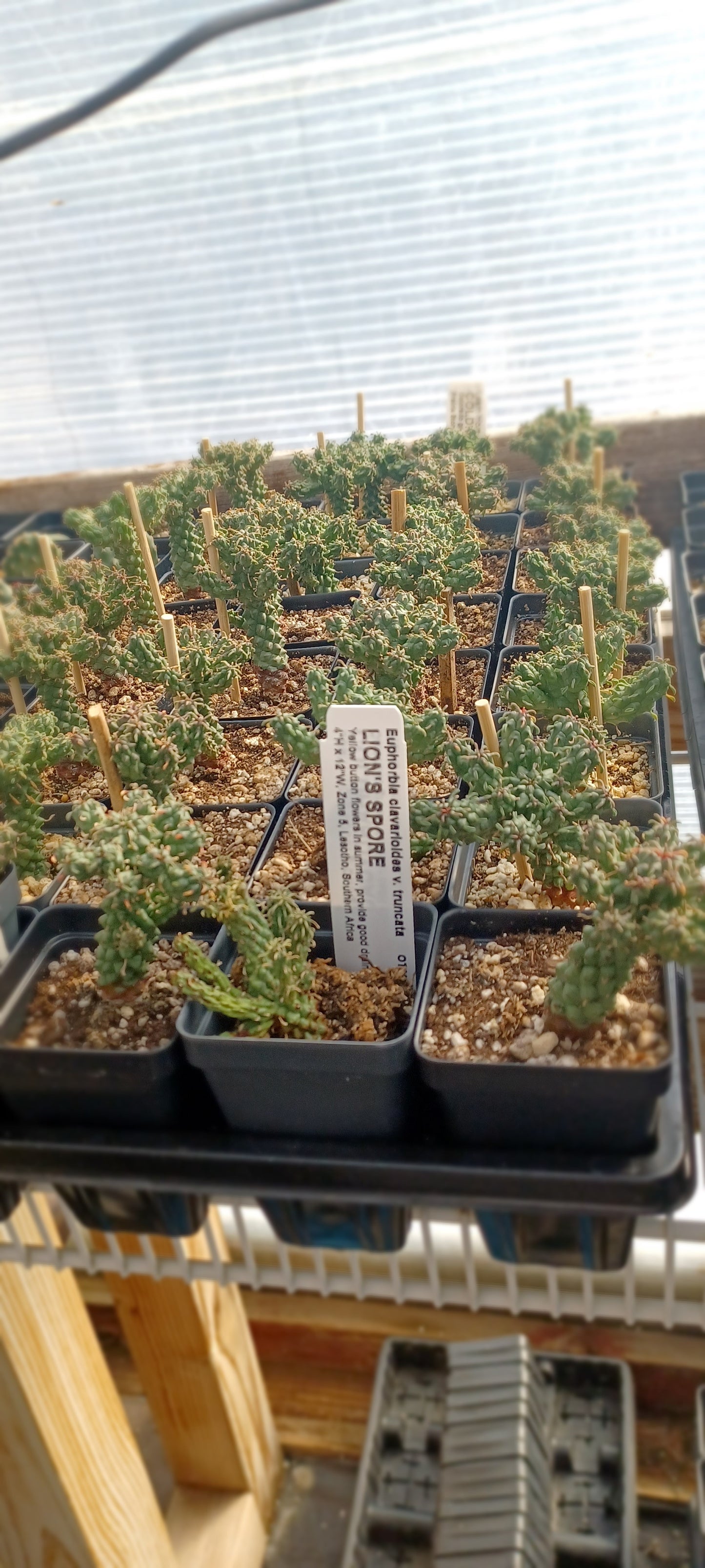 OT001: Euphorbia clavarioides v. truncata COLD HARDY CACTUS