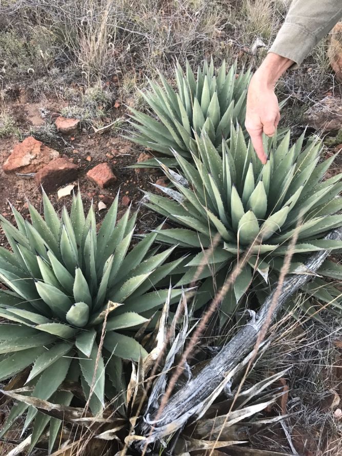 AG013: Agave gracilipes COLD HARDY CACTUS