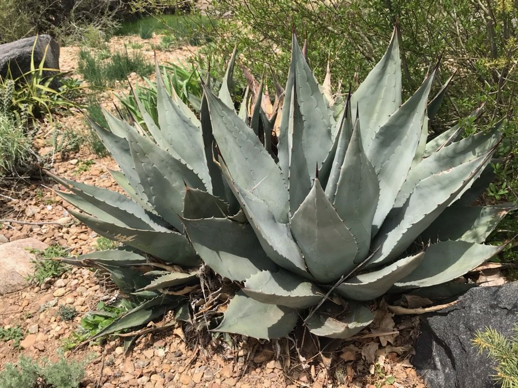 AG016:  Agave havardiana (Glass Mountains Form) COLD HARDY CACTUS