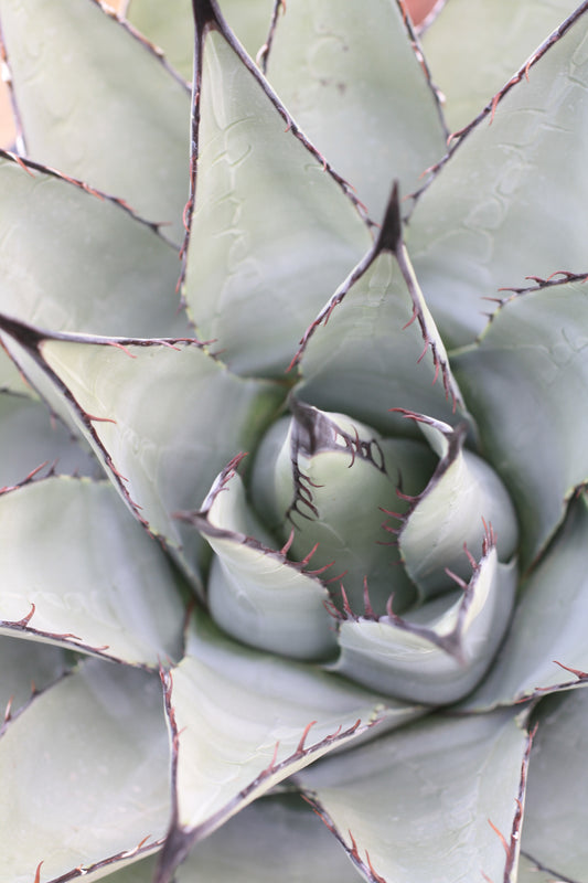 AG001: Agave parryi v neomexicana COLD HARDY CACTUS