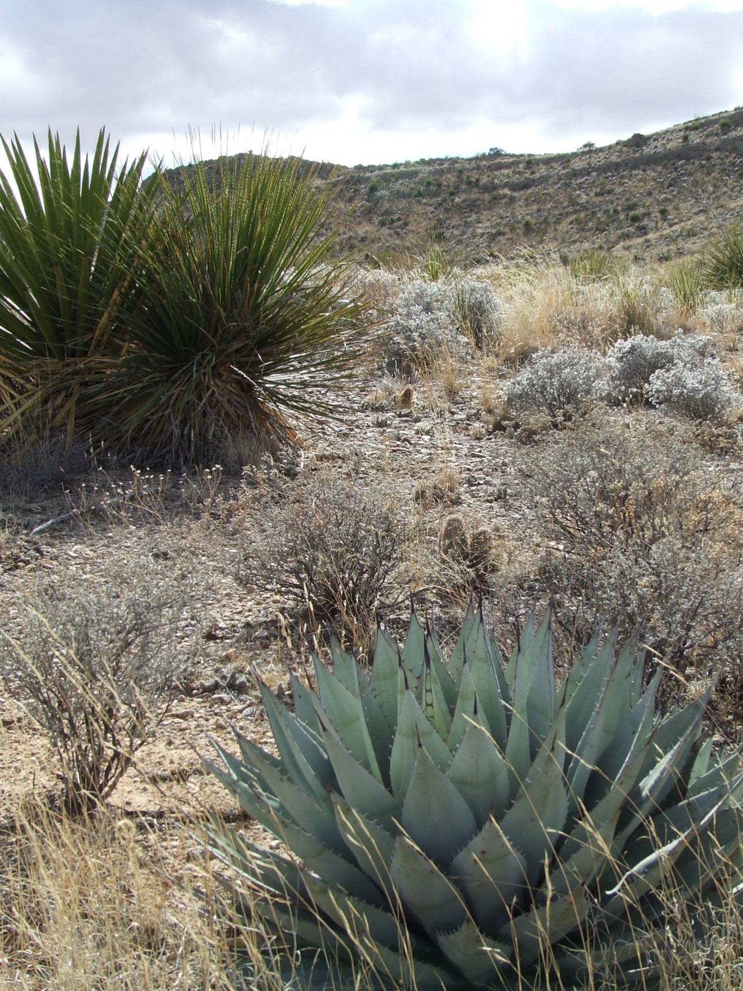 AG015:  Agave parryi v. neomexicana (Truth or Consequences, NM Form)