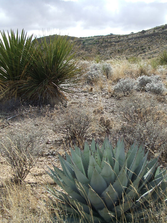 AG015:  Agave parryi v. neomexicana (Truth or Consequences, NM Form)