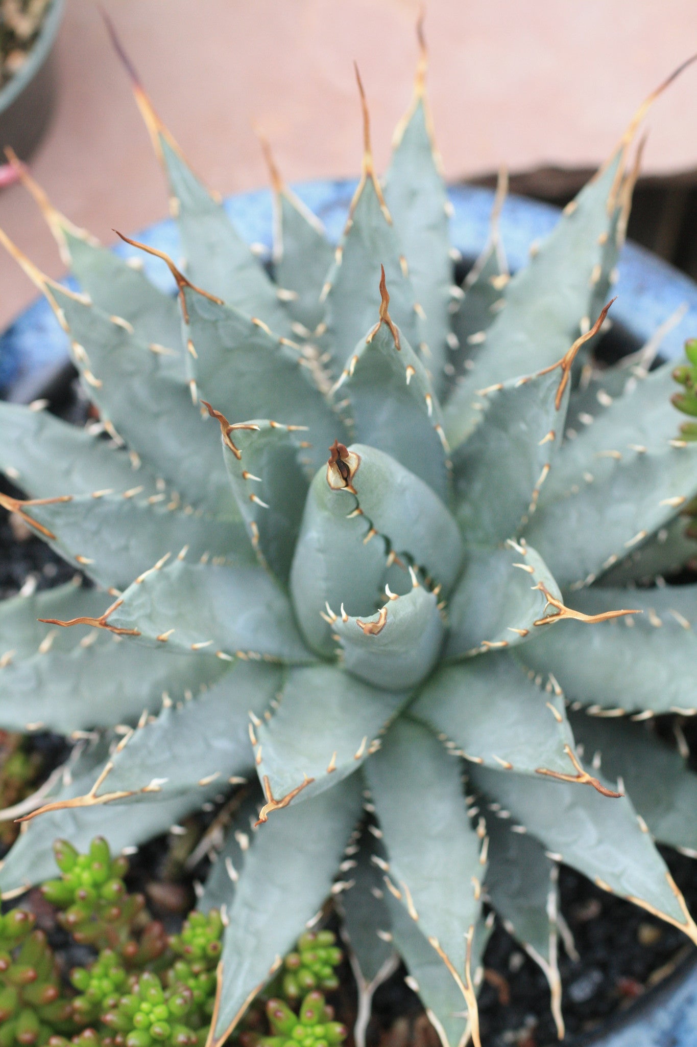 AG011: Agave utahensis v. nevadensis COLD HARDY CACTUS