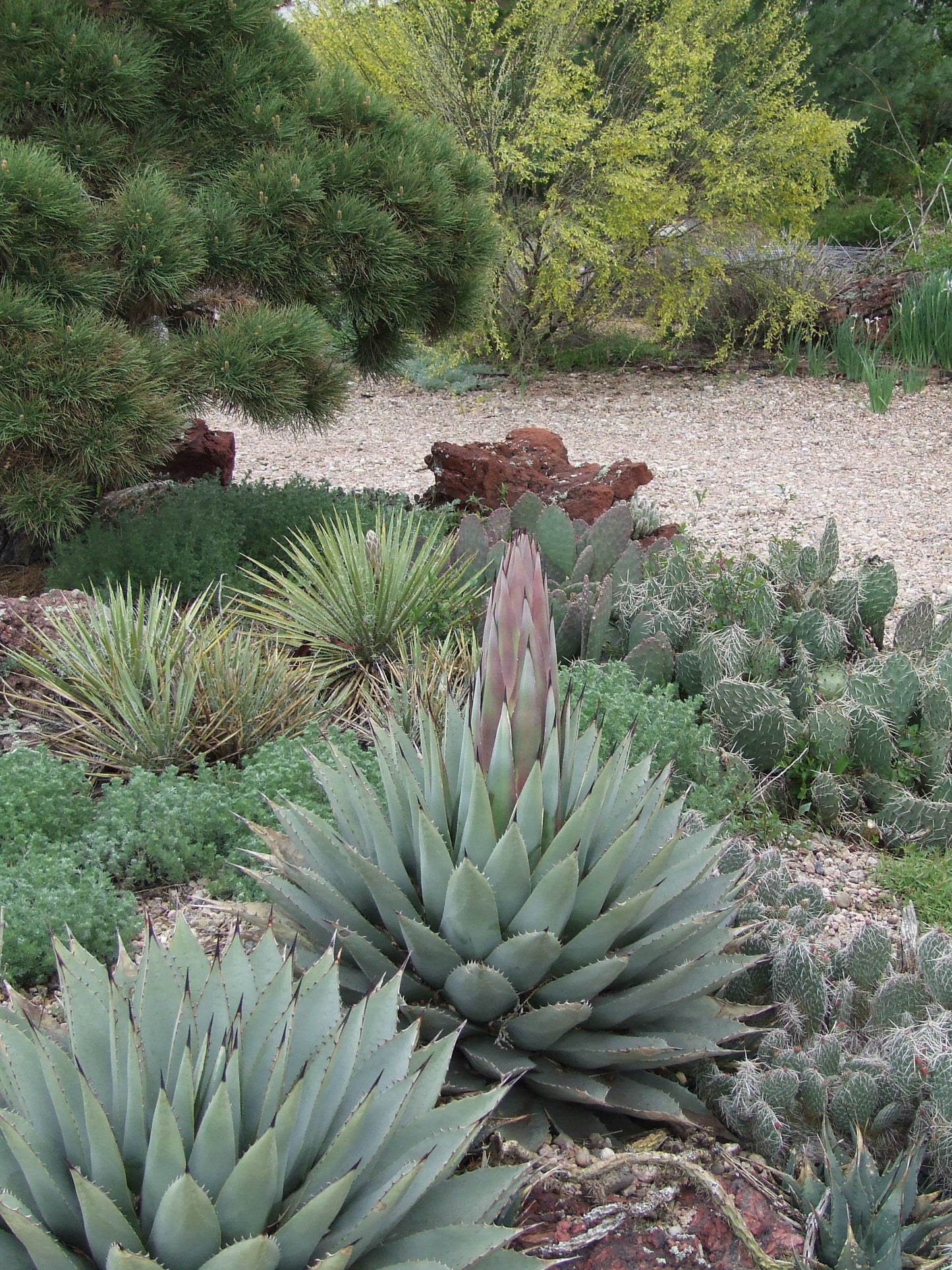 AG009:  'Luna' Agave parryi subspecies parryi COLD HARDY CACTUS