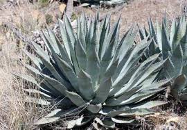 AG020:  Agave x glomerulifera    COLD HARDY CACTUS