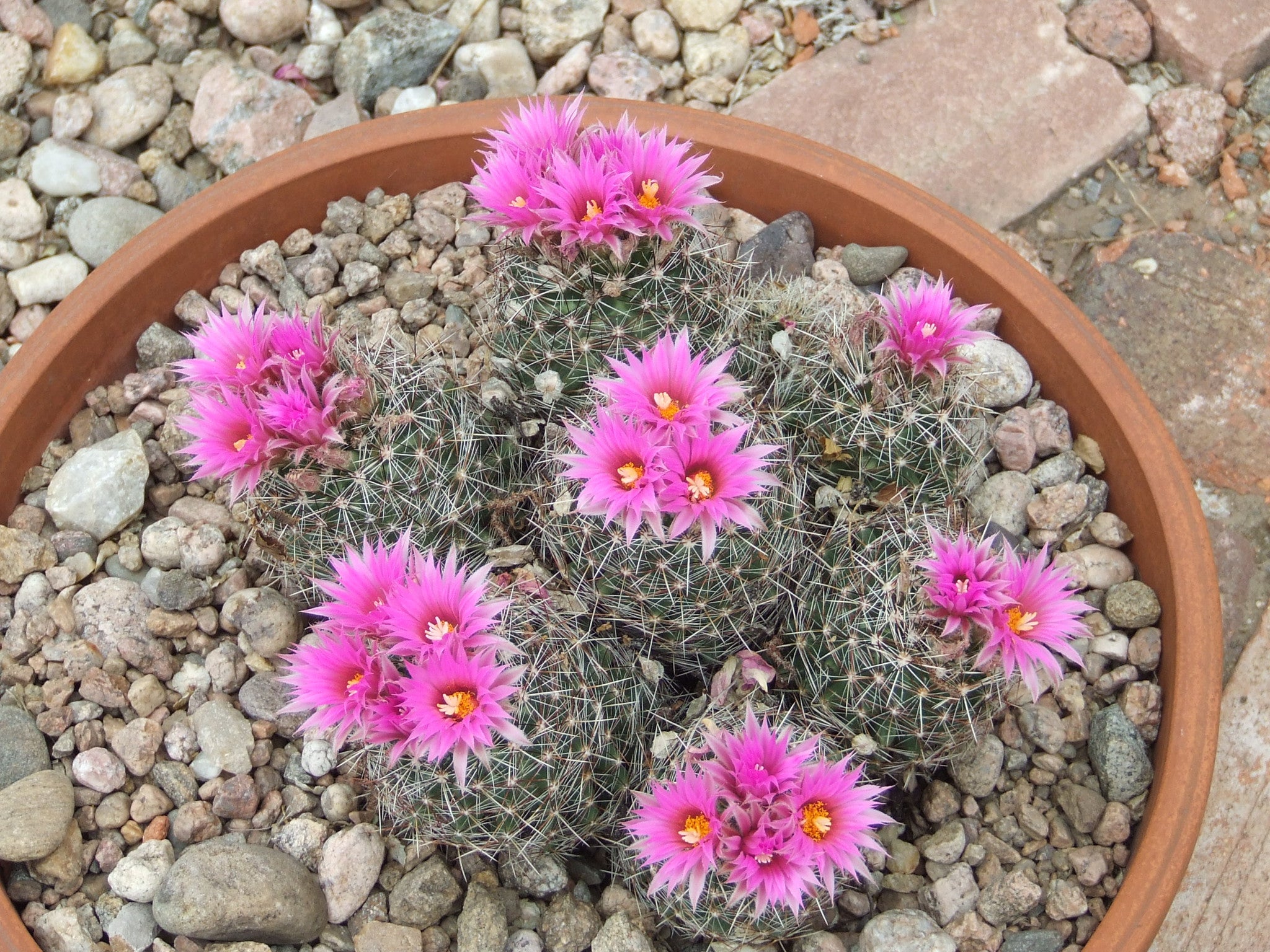 CO001: Coryphantha vivipara (Southern CO) COLD HARDY CACTUS