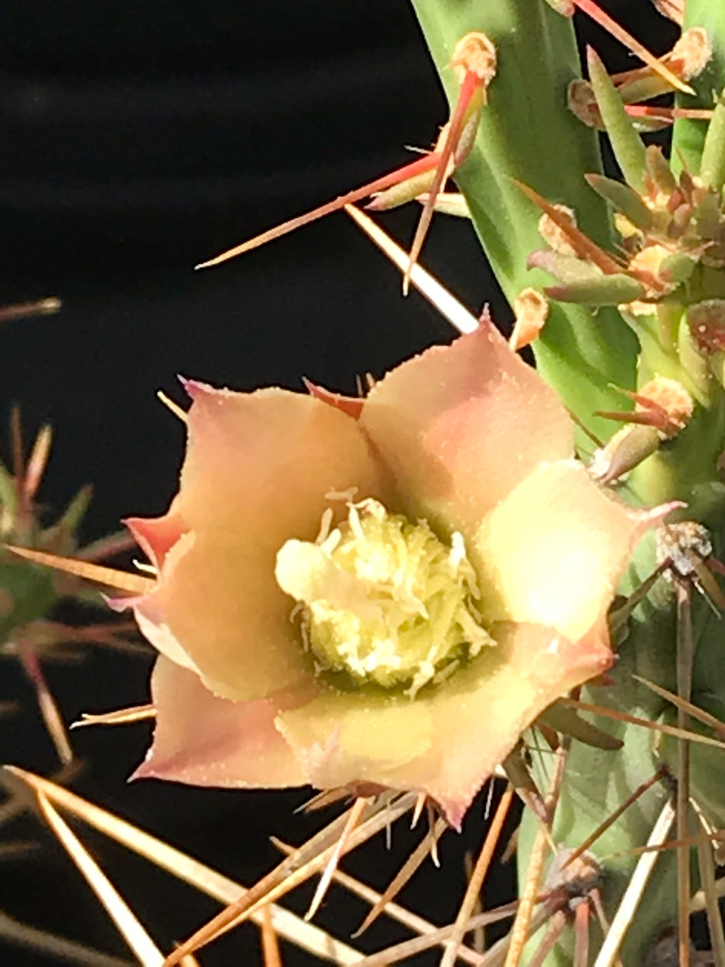 OP119  Cylindropuntia x 'Morning Shimmer'   COLD HARDY CACTUS