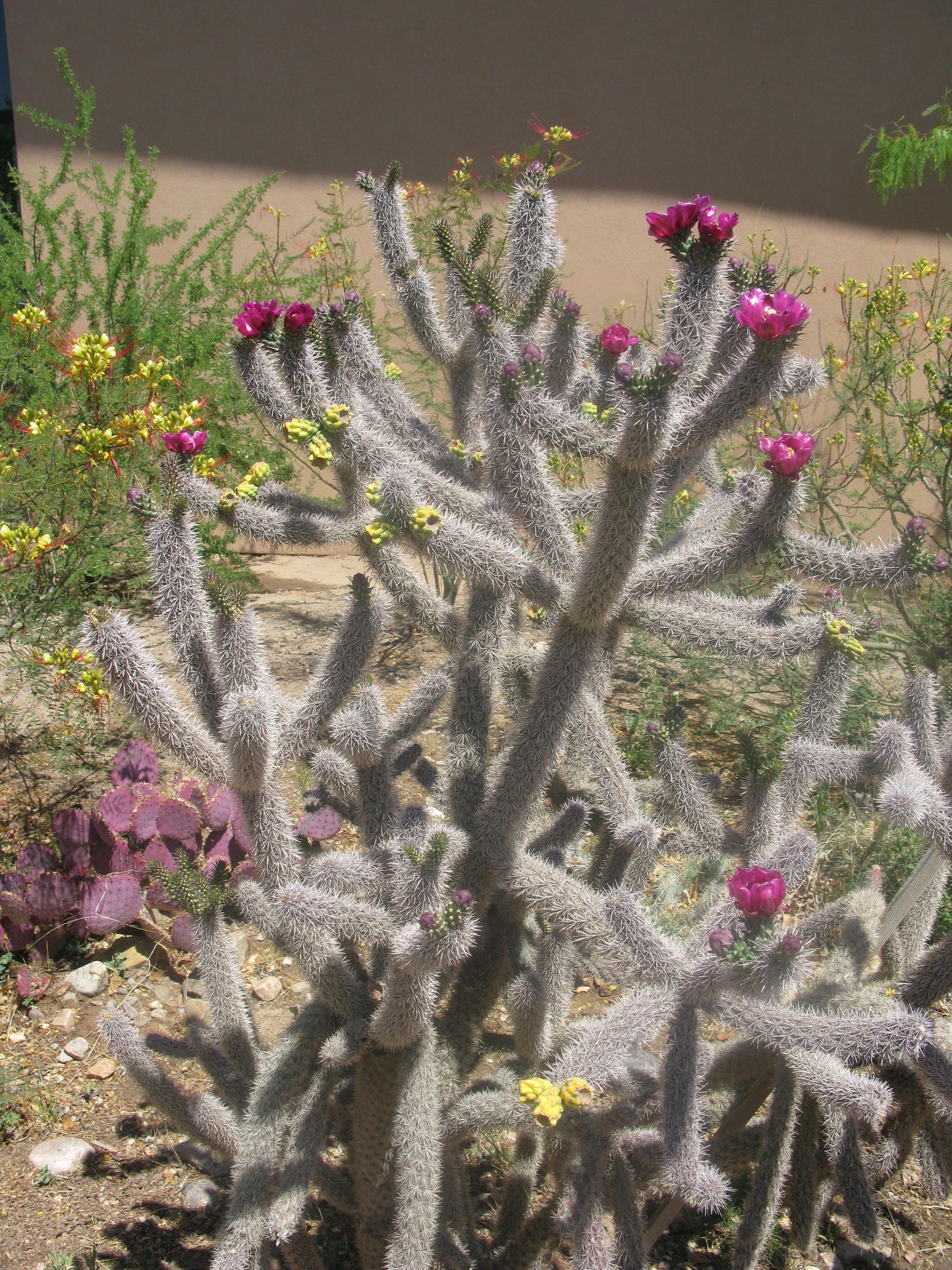 OP045 Cylindropuntia spinosior (Northern, High Altitude Form) COLD HARDY CACTUS