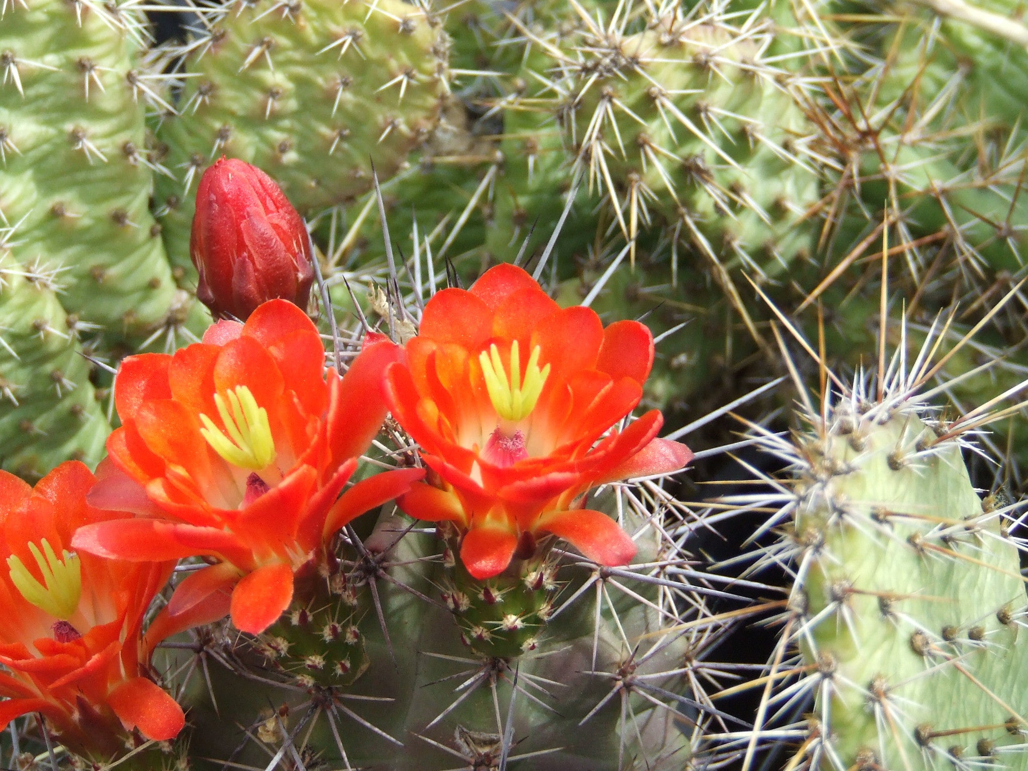 EC001: Echinocereus coccineus COLD HARDY CACTUS