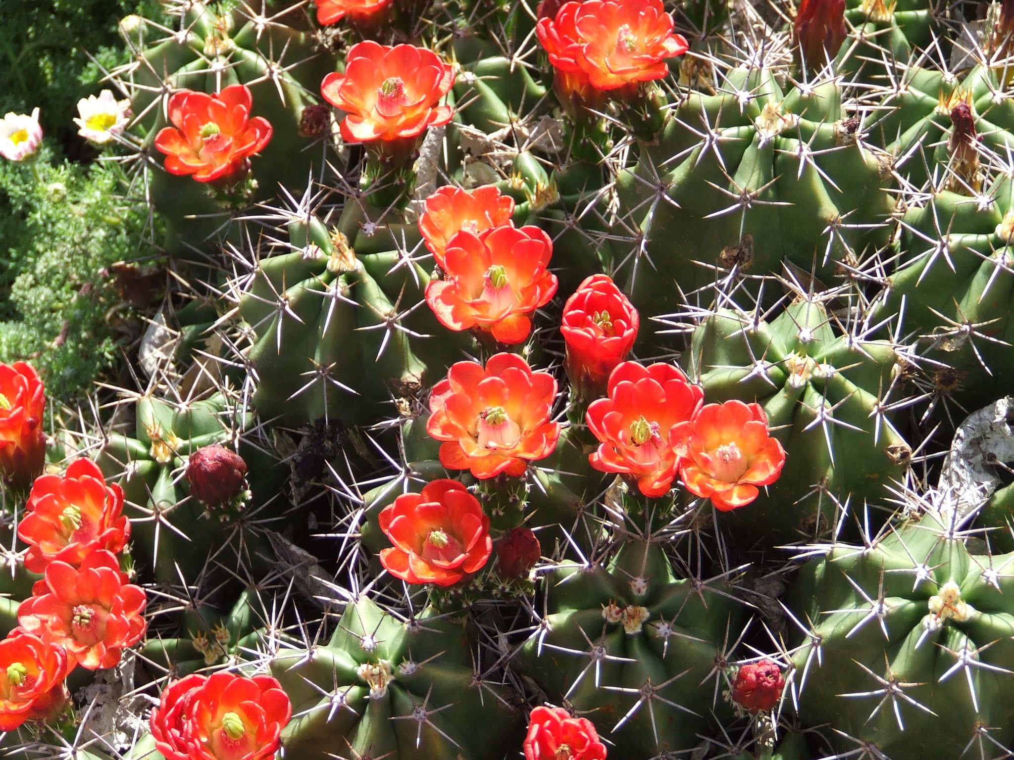EC004: Echinocereus mojavensis  (Flaming Gorge form)  COLD HARDY CACTUS