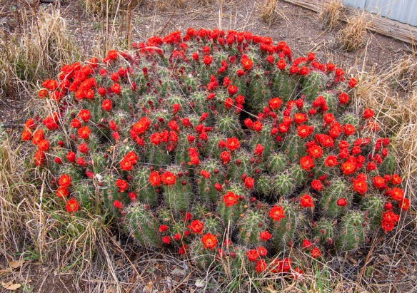 EC037:  Echinocereus coccineus v paucispinus   COLD HARDY CACTUS