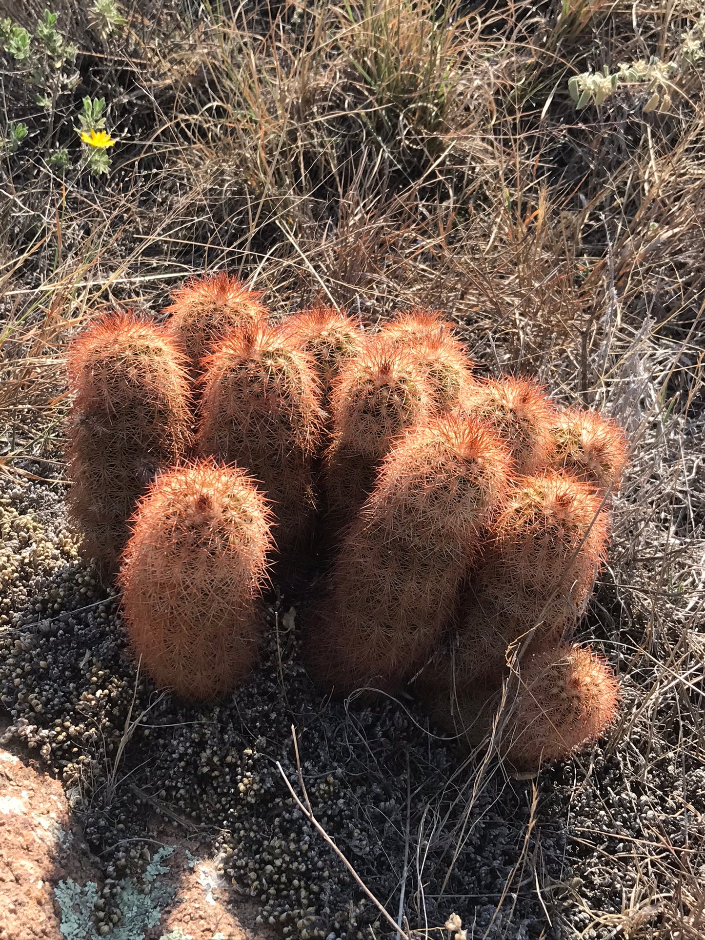 EC014:  Echinocereus reichenbachii v. baileyi COLD HARDY CACTUS