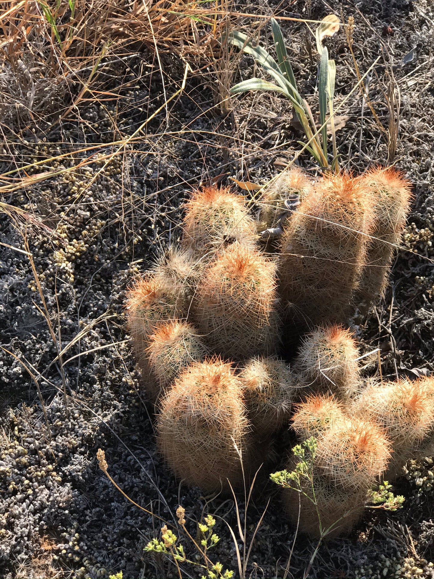 EC028: Echinocereus reichenbachii ssp. perbellus v. nova    COLD HARDY CACTUS